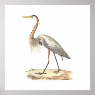 Underbara blåbjörnen (Ardea herodias) Poster