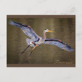 Underbara Blue Heron skapar landning. Vykort