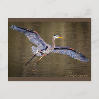 Underbara Blue Heron skapar landning. Vykort