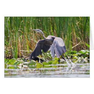 Underbara Blue Heron startar Hälsningskort