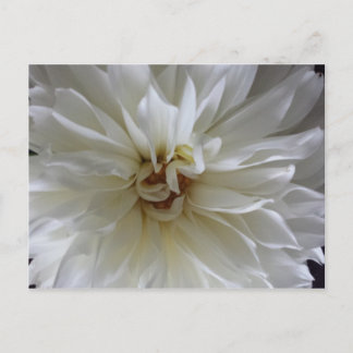 Underbara Dahlia 1 - utbildad brainfart Vykort