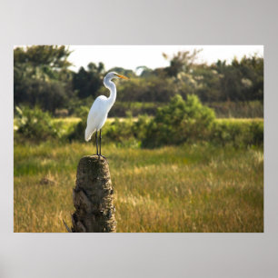 Underbara Egret Bird vid Viera Wetlands Poster