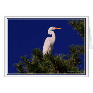 Underbara Egret i träd: Hälsningskort