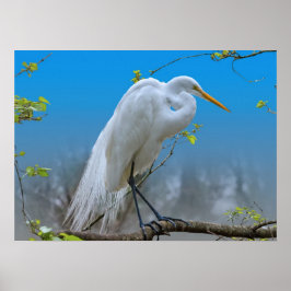 Underbara Egret i Träd Poster