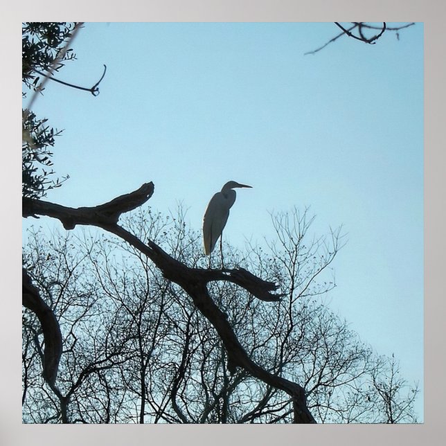 Underbara Egret i Träd Poster (Framsidan)