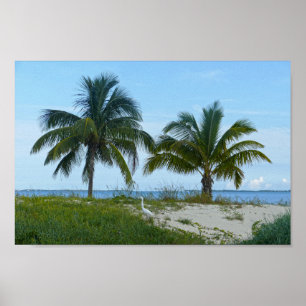 Underbara Egret, Treasure Cay, Underbara Abaco-ön Poster
