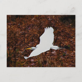 Underbara Egret under flygning Vykort
