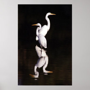 Underbara Egrets Poster