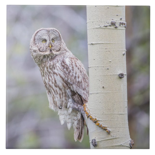 Underbara Grått Aspen Träd Gren Kakelplatta (Framsidan)