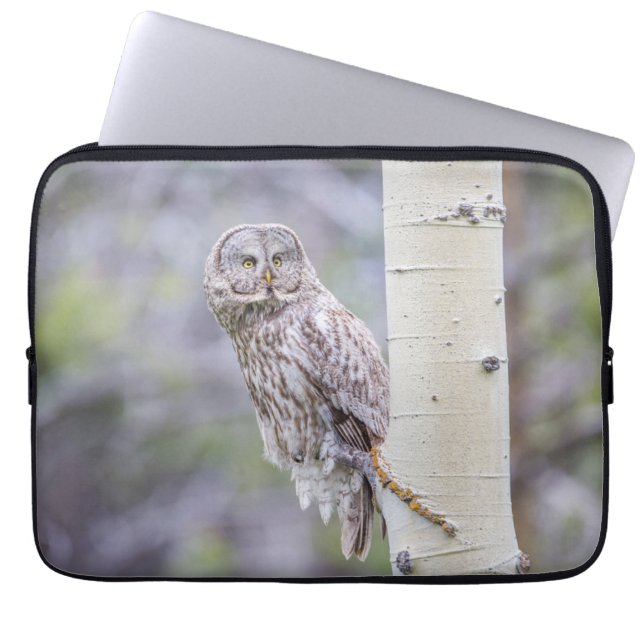 Underbara Grått Aspen Träd Gren Laptop Fodral (Framsidan)