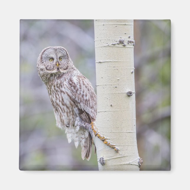 Underbara Grått Aspen Träd Gren Magnet (Framsidan)