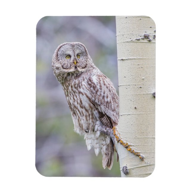 Underbara Grått Aspen Träd Gren Magnet (Vertikal)