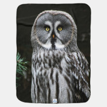 Underbara Grått Uggla bbi