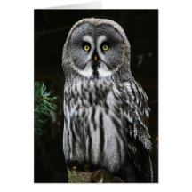 Underbara Grått Uggla gca