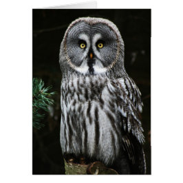 Underbara Grått Uggla gca Hälsningskort