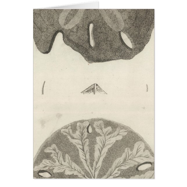 Underbara havsurchins hälsningskort (Framsidan)