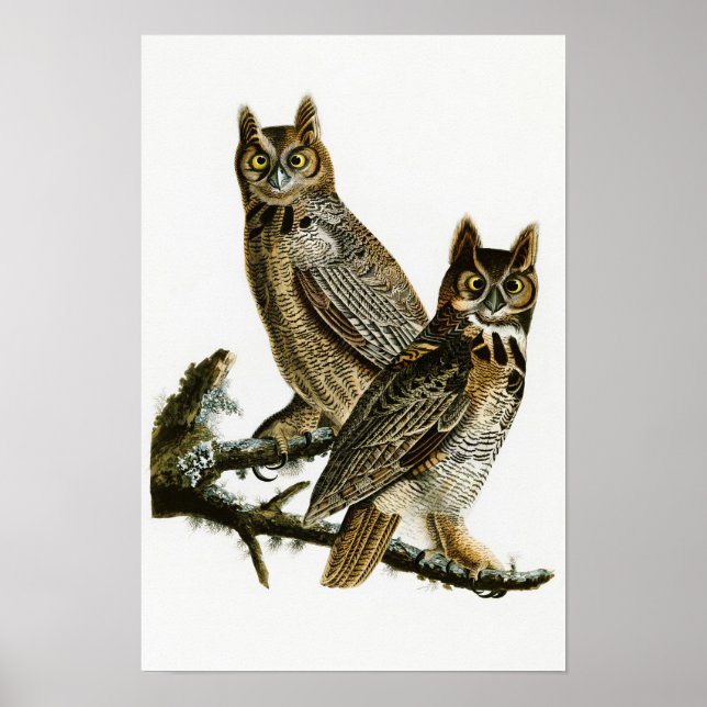 Underbara hornerade Uggla John Audubon Birds of Am Poster (Framsidan)