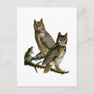 Underbara hornerade Uggla John Audubon Birds of Am Vykort