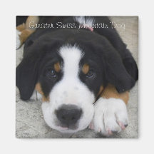 Underbara Hund i Schweiz