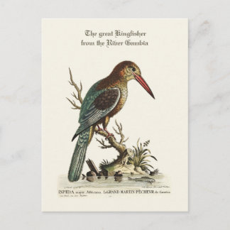 Underbara Kingfisher från floden Gambia Vykort