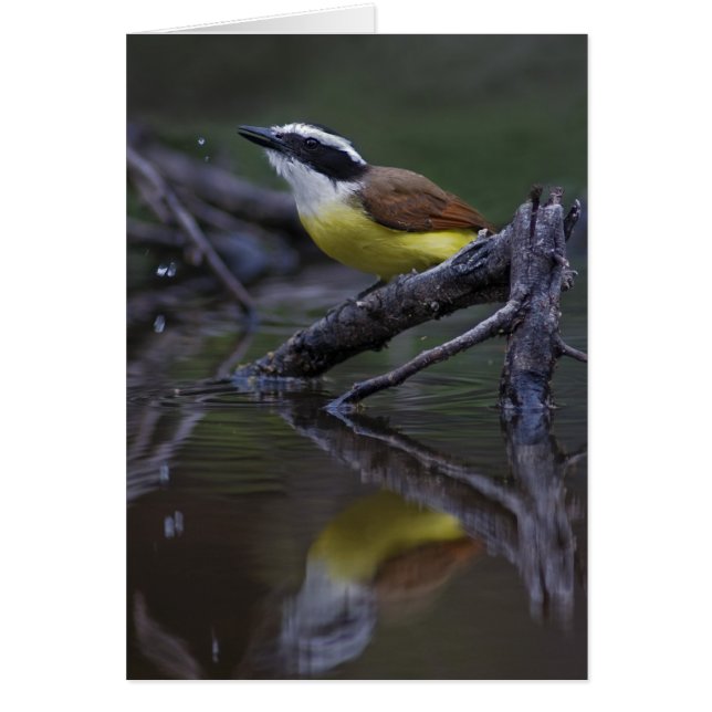 Underbara Kiskade (Pitangus sulphuratus) OBS Kort (Framsidan)