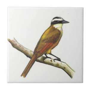 Underbara Kiskadee i färg ritar: Fågel: Djurliv Kakelplatta