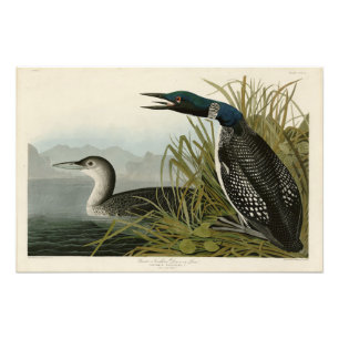 Underbara nordliga divers Loon Audubon Birds of Am Fototryck