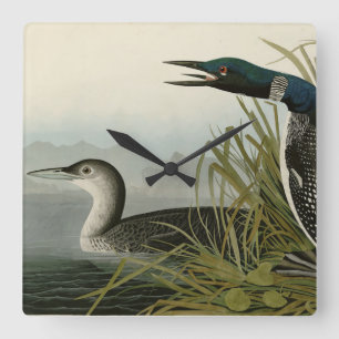 Underbara nordliga divers Loon Audubon Birds of Am Fyrkantig Klocka