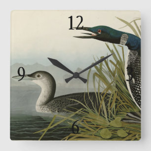 Underbara nordliga divers Loon Audubon Birds of Am Fyrkantig Klocka