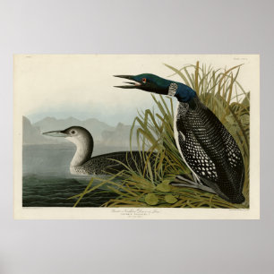 Underbara nordliga divers Loon Audubon Birds of Am Poster