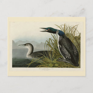 Underbara nordliga divers Loon Audubon Birds of Am Vykort