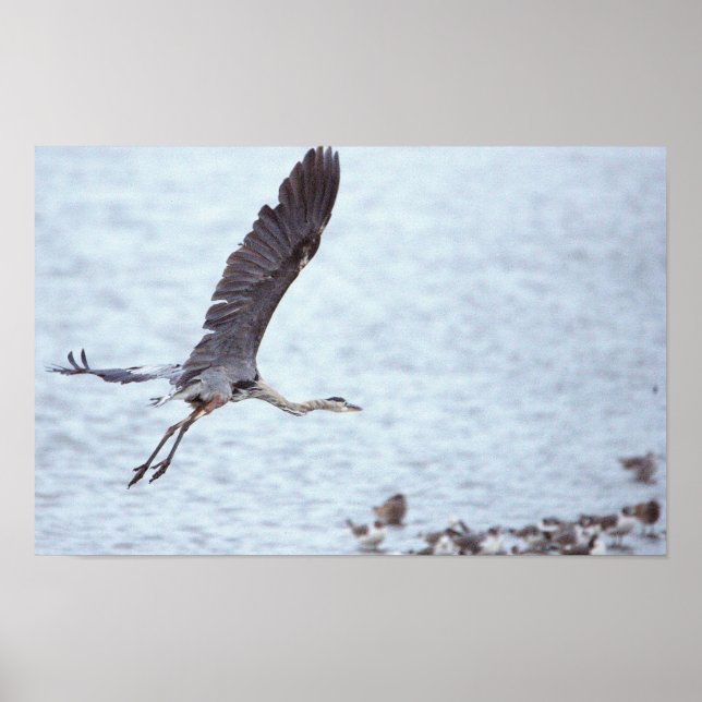 Underbara Poster för blå Heron Flies (Framsidan)
