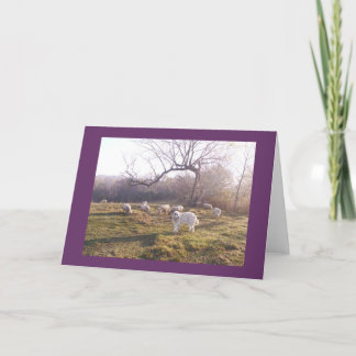 Underbara Pyr och flock Kort