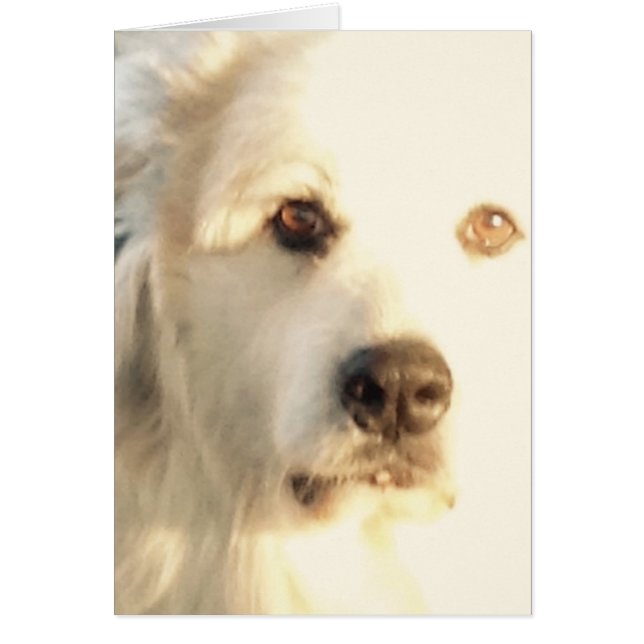 Underbara Pyrenéerna OBS Kort (Framsidan)