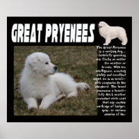 UNDERBARA PYRENEES BRÖDA EGENSKAPER POSTER
