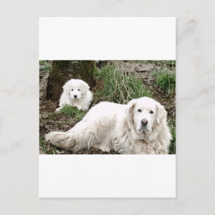 Underbara Pyrenees hund och valp Vykort