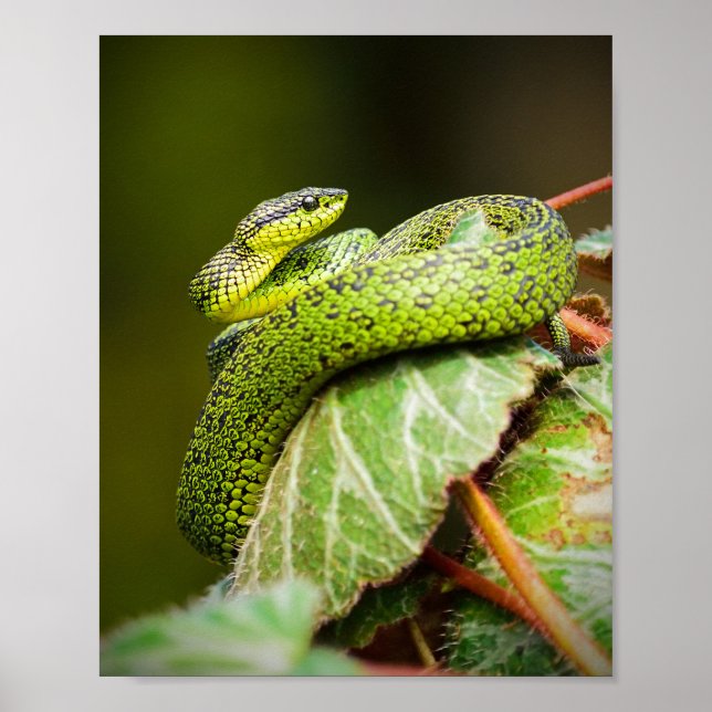 Underbara Sjöar Bush Viper Poster (Framsidan)