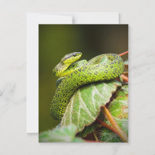 Underbara Sjöar Bush Viper Vykort