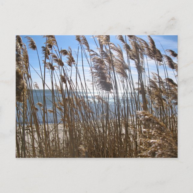 Underbara sydviken vid Blue Point, NY Vykort (Framsida)