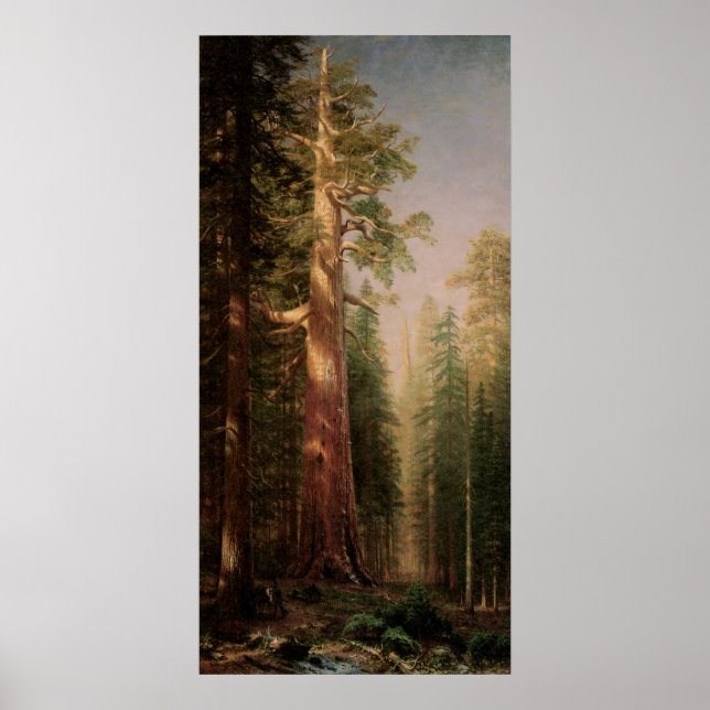 Underbara Träd, Mariposa Grove, CA av Bierstadt Poster (Framsidan)