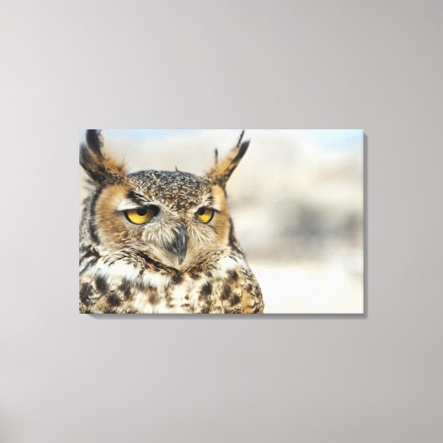 Underbara Uggla (Bubo virginianus), i fångenskap Canvastryck (Framsida)