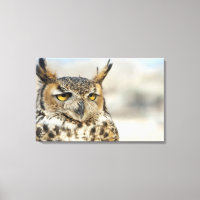 Underbara Uggla (Bubo virginianus), i fångenskap