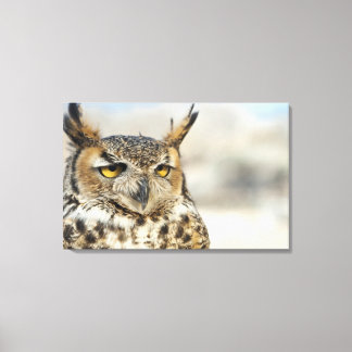 Underbara Uggla (Bubo virginianus), i fångenskap Canvastryck