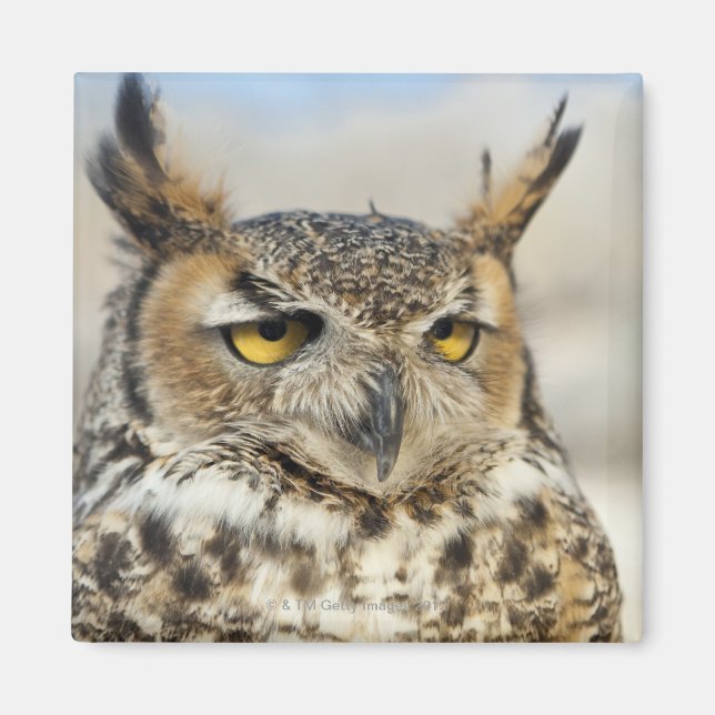 Underbara Uggla (Bubo virginianus), i fångenskap Magnet (Framsidan)