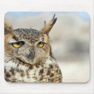 Underbara Uggla (Bubo virginianus), i fångenskap Musmatta