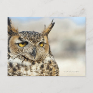 Underbara Uggla (Bubo virginianus), i fångenskap Vykort