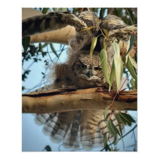 Underbara Uggla Fototryck