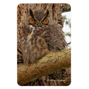 Underbara Uggla i Douglas Fir Magnet