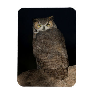 Underbara Uggla Magnet