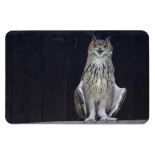 Underbara Uggla Magnet